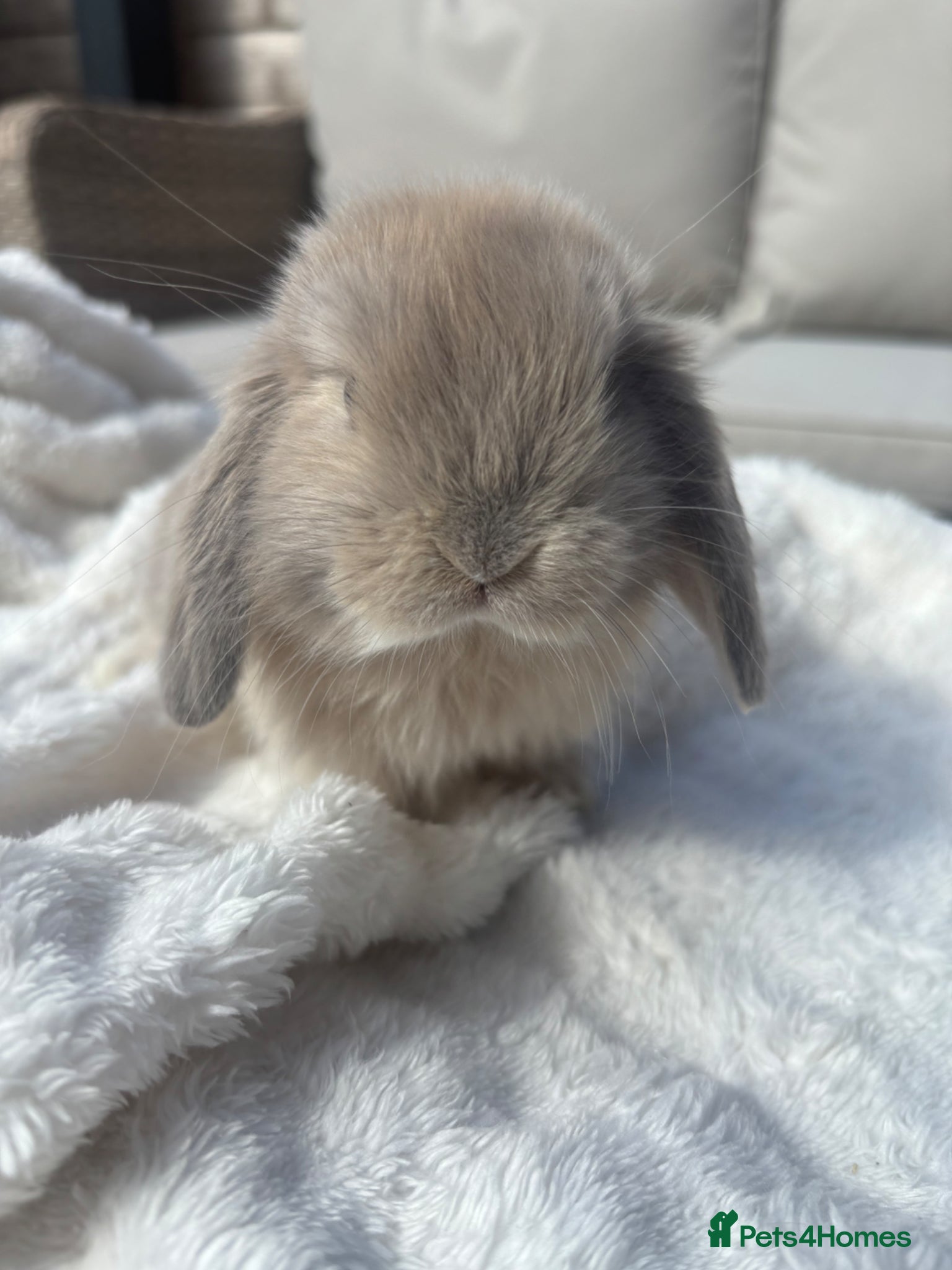 Mini Lop rabbits 3 Gorgeous mini lops - Advert 1