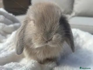 Mini Lop rabbits 3 Gorgeous mini lops - Advert 1