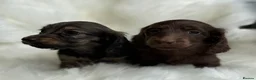 Miniature Dachshund dogs for sale: KC Registered Miniature Dachshunds at Westfena  - Advert 4