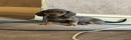 Miniature Dachshund dogs for sale: KC REGISTERED MINIATURE DACHSHUND PUPPIES in Ilkeston - Advert 9