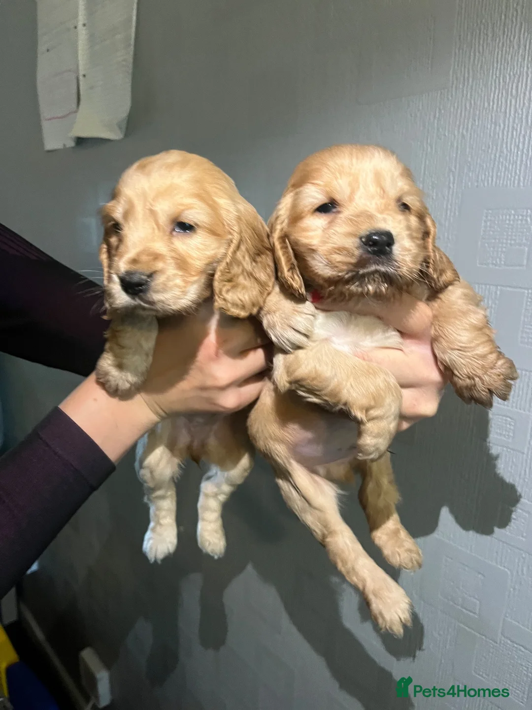 Cocker Spaniel dogs for sale: 7 gorgeous Cocker spaniel puppies  - Advert 2