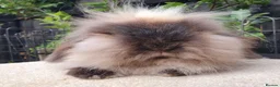 Mini Lion Lop rabbits for sale: Double maned lionlop doe - Advert 3