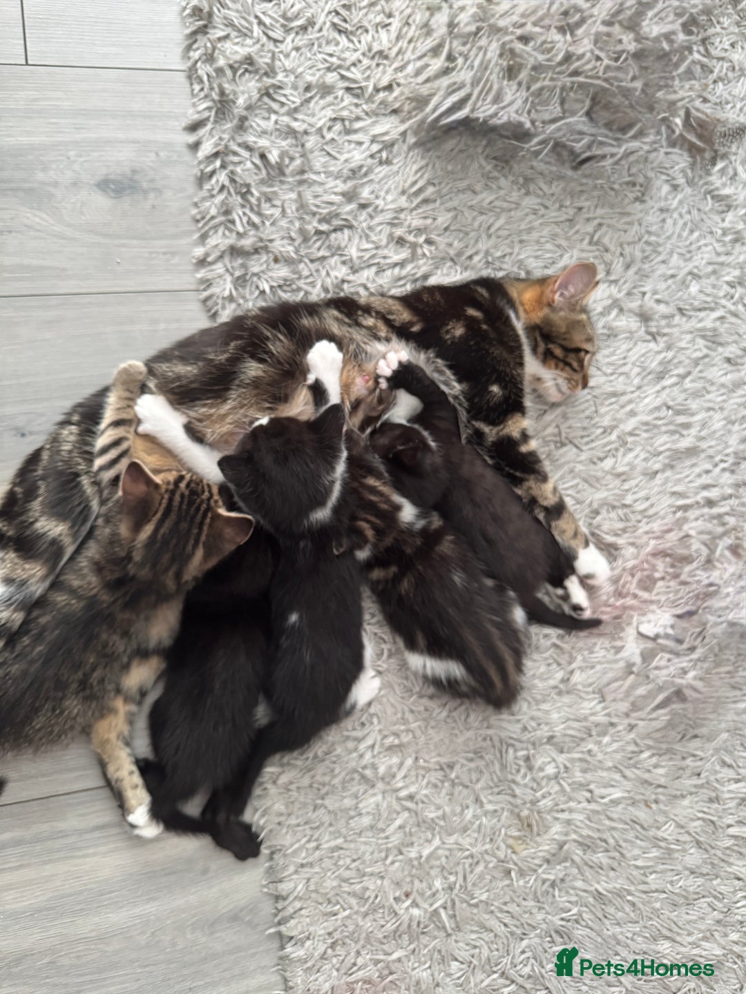 British Shorthair cats for sale: Kittens Ready to go  - Image 10