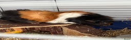 Guinea Pig rodents for sale: Two guinea pigs with setup  - Advert 3