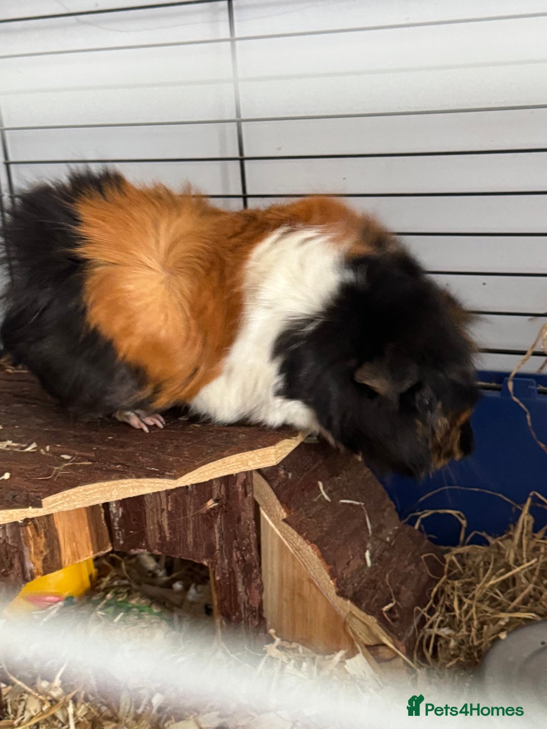 Guinea Pig rodents for sale: Two guinea pigs with setup  - Advert 3