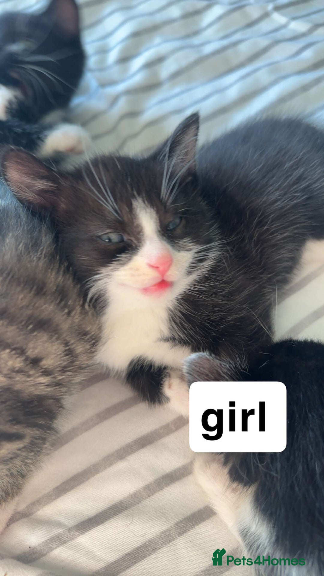 Mixed Breed cats for sale: Lovely litter of 6 beautiful kittens - Advert 3