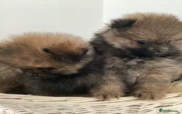 Pomeranian dogs for sale: READY NOW! kc reg STUNNING Pomeranian puppies  - Image 11