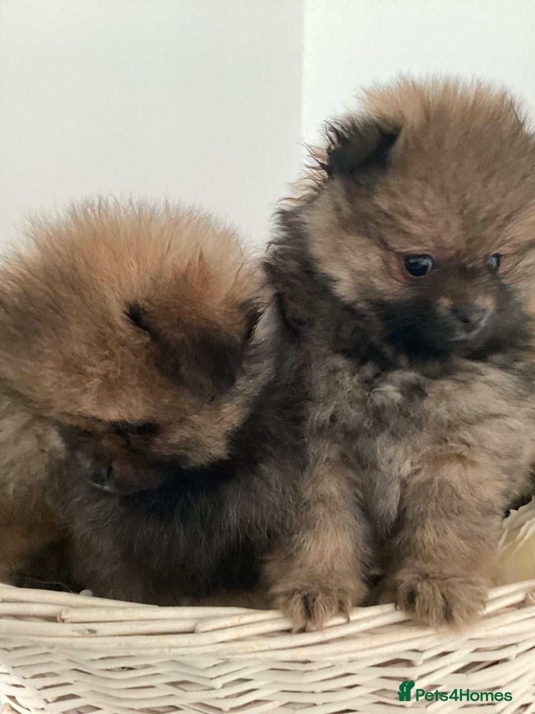 Pomeranian dogs for sale: READY NOW! kc reg STUNNING Pomeranian puppies  - Image 11