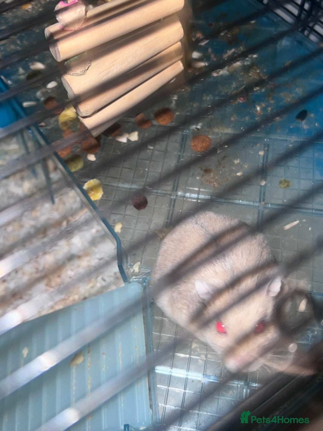 Hamster rodents for sale: 2 male hamsters  - Advert 5