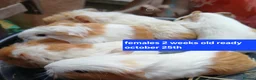 Guinea Pig rodents for sale: Guinea pigs  - Advert 3