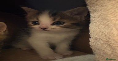 Mixed Breed cats - Advert 5