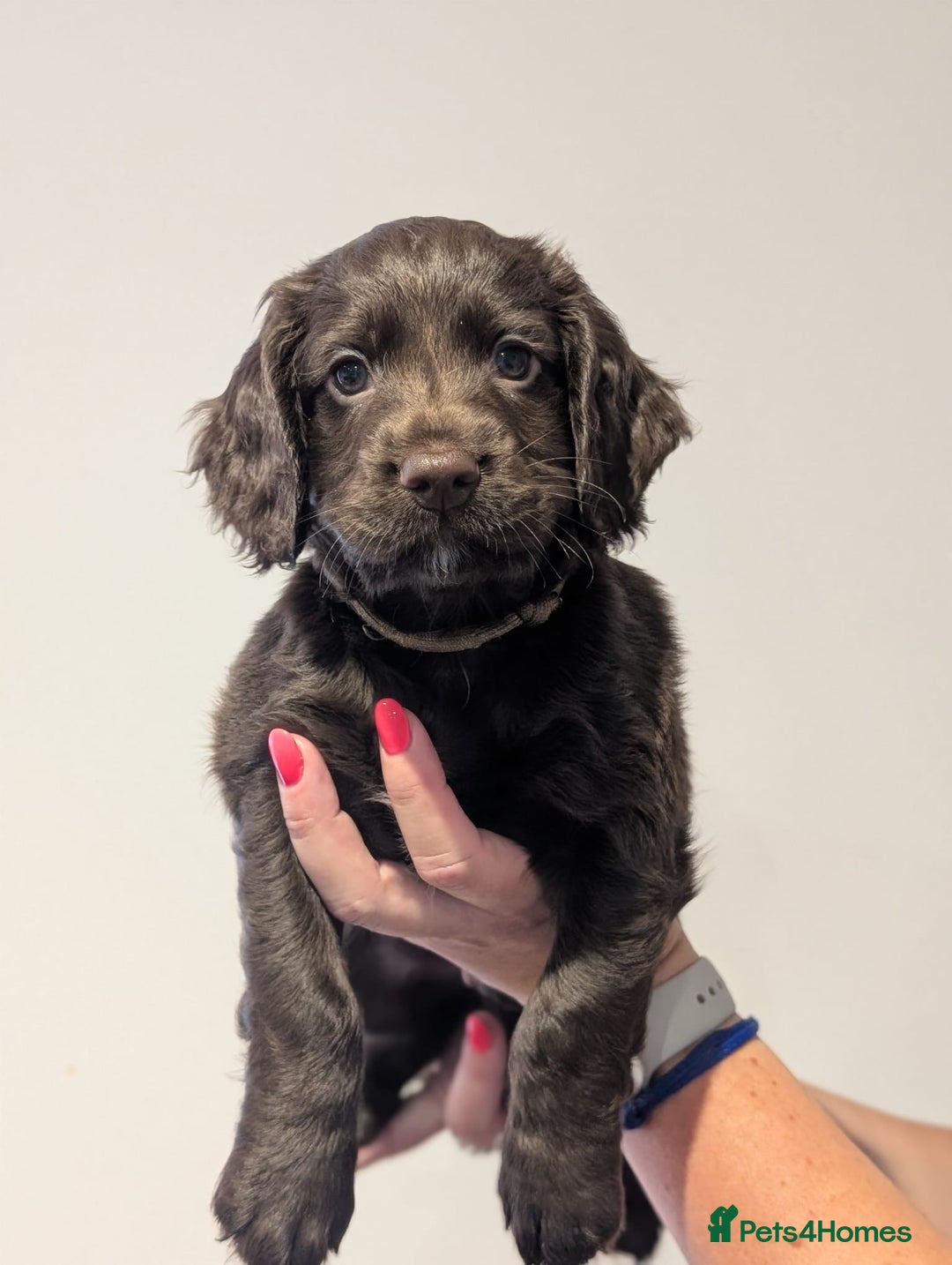 Cocker Spaniel dogs for sale: LAST GIRL LEFT. Working Cocker spaniel, 7wks old - Image 5
