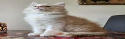 Maine Coon cats for sale: THIS LITTER ALL SOLD😸😸😸NEXT LTTER AUGUST 2026 - Advert 15