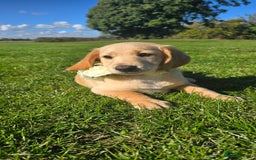 Labrador Retriever dogs for sale: *Beautiful cream labradoodle pups* - Image 5
