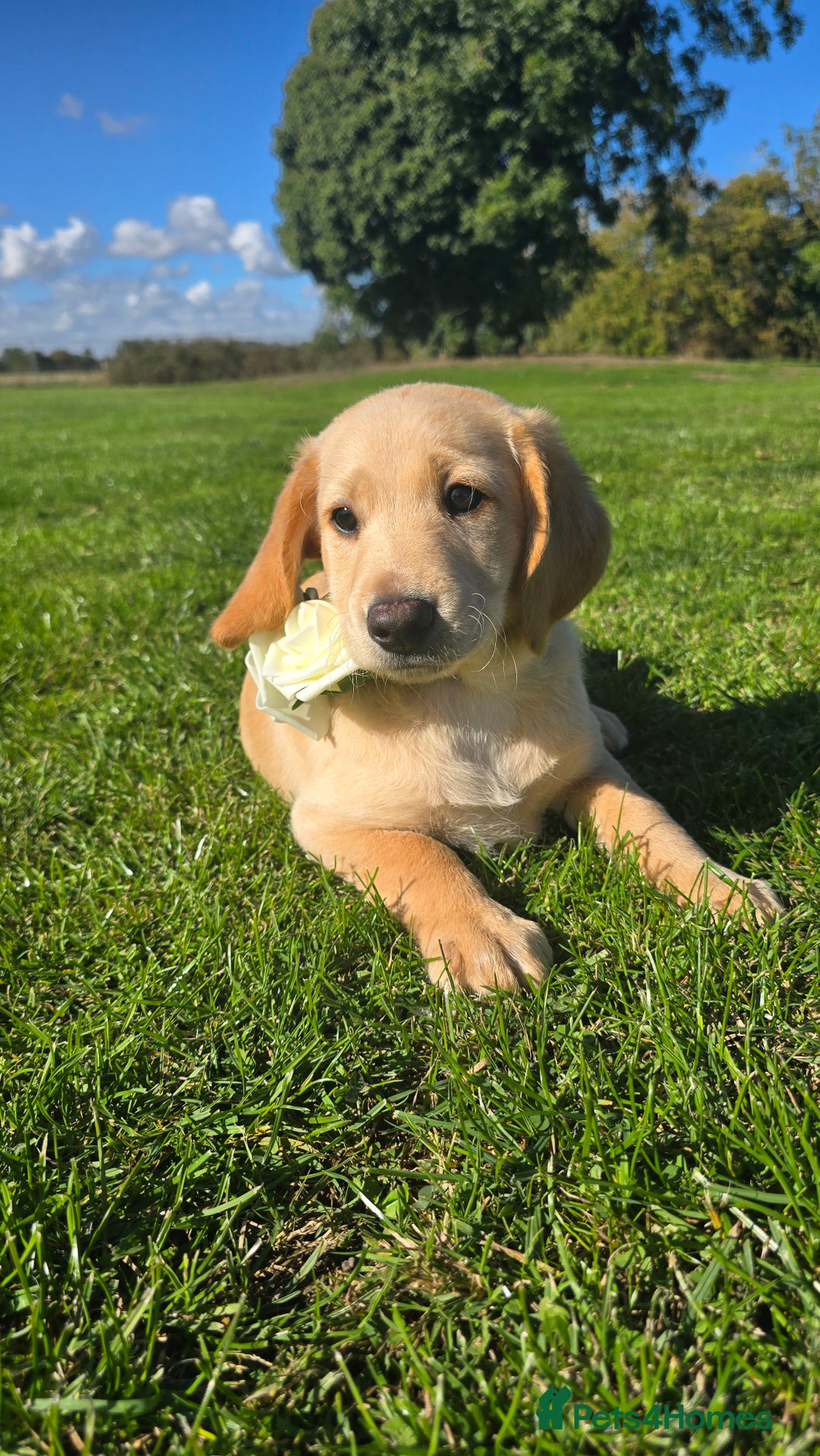 Labrador Retriever dogs for sale: *Beautiful cream labradoodle pups* - Image 5