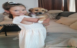 Mixed Breed dogs for adoption: Pilly, a superb small puppy girl for a Loving Home - Image 2