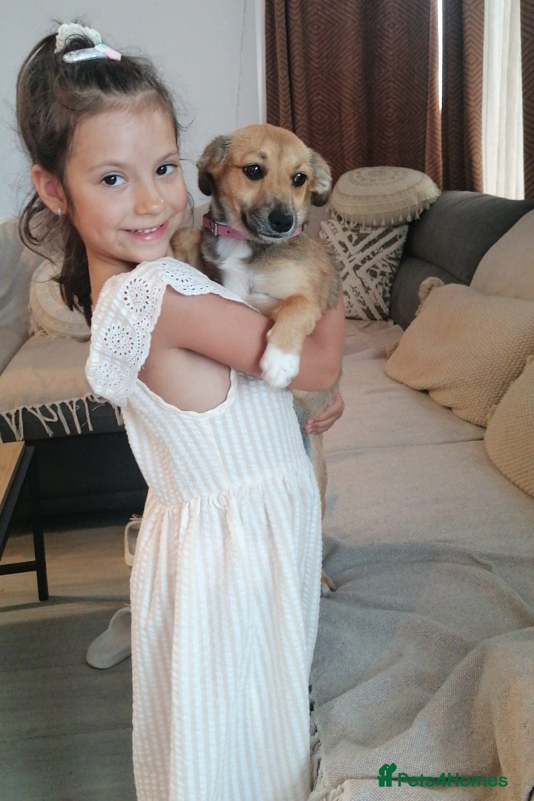 Mixed Breed dogs for adoption: Pilly, a superb small puppy girl for a Loving Home - Image 2