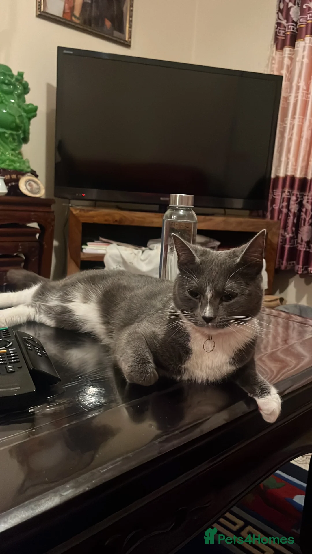 Mixed Breed cats for sale: Grey female cat for sale (free) - Advert 4