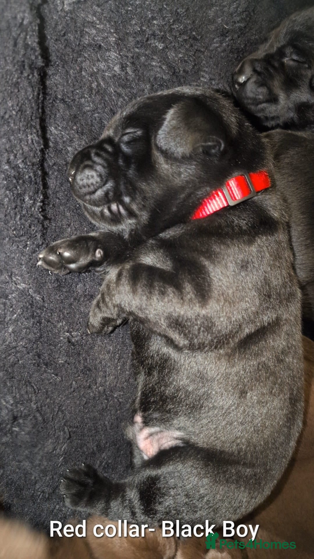 Labrador Retriever dogs for sale: Labrador puppies  - Advert 11