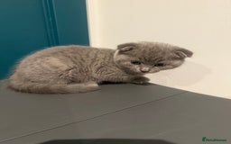 Scottish Fold cats for sale: Scottish Fold Kittens  - Image 15