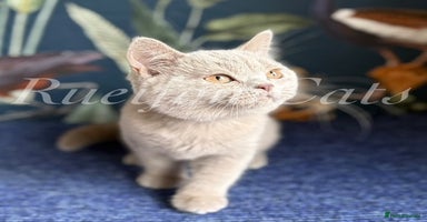 British Shorthair cats - Advert 7