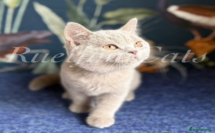 British Shorthair cats - Advert 2