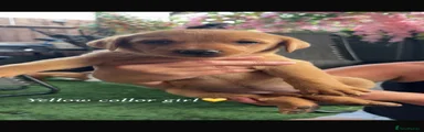 Labrador Retriever 6
