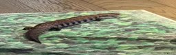 Skink reptiles for sale: Friendly Northern Blue Tongue Skink with 4ft Viv  - Advert 4