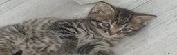 Mixed Breed cats for sale: Stunning male tabby  - Advert 5