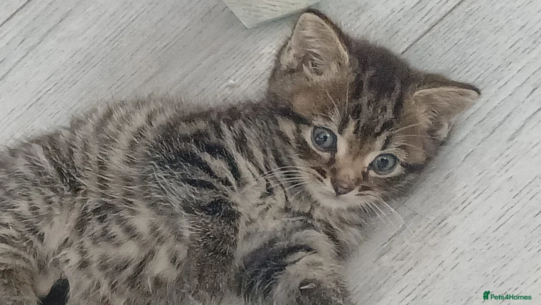 Mixed Breed cats for sale: Stunning male tabby  - Advert 5