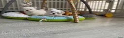 Maltese dogs for sale: Last Beautiful KC Registered Maltese Girl - Advert 7