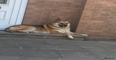 Mixed Breed dogs - Advert 6