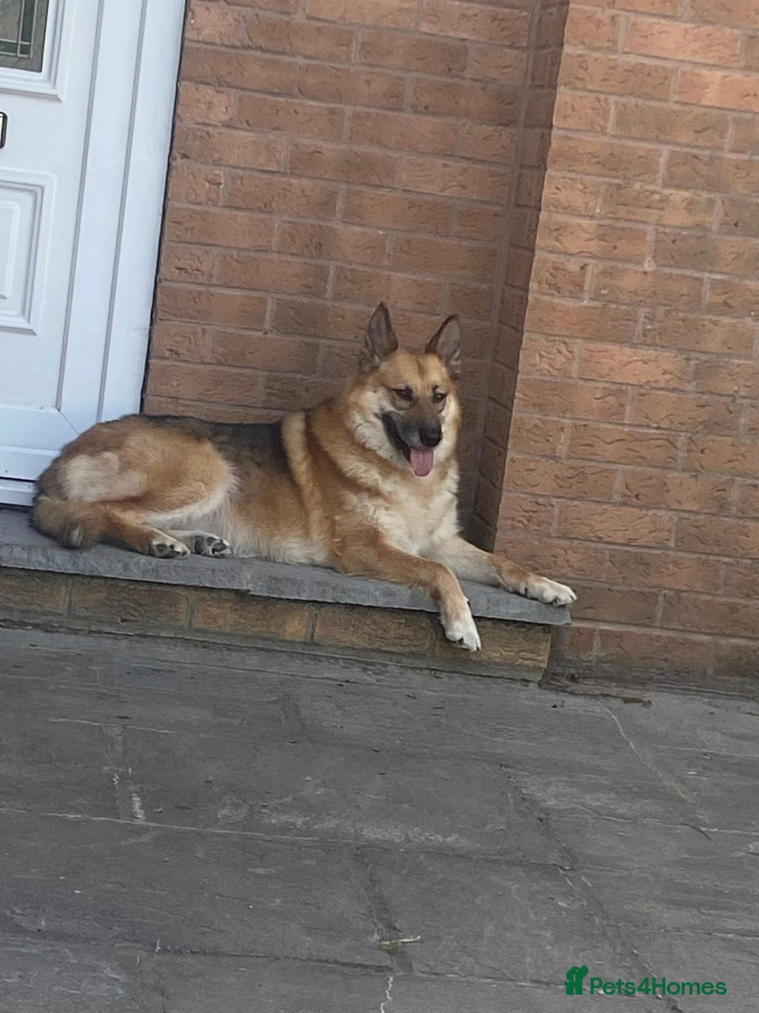 Mixed Breed dogs for adoption: ❤️🐶 LEIA- amazing 5 year-old GSD girl❤️🐶  - Image 2