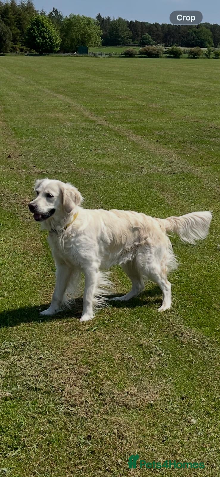 Golden Retriever dogs Kc Cream Golden retriever puppies All reserved now - Advert 13