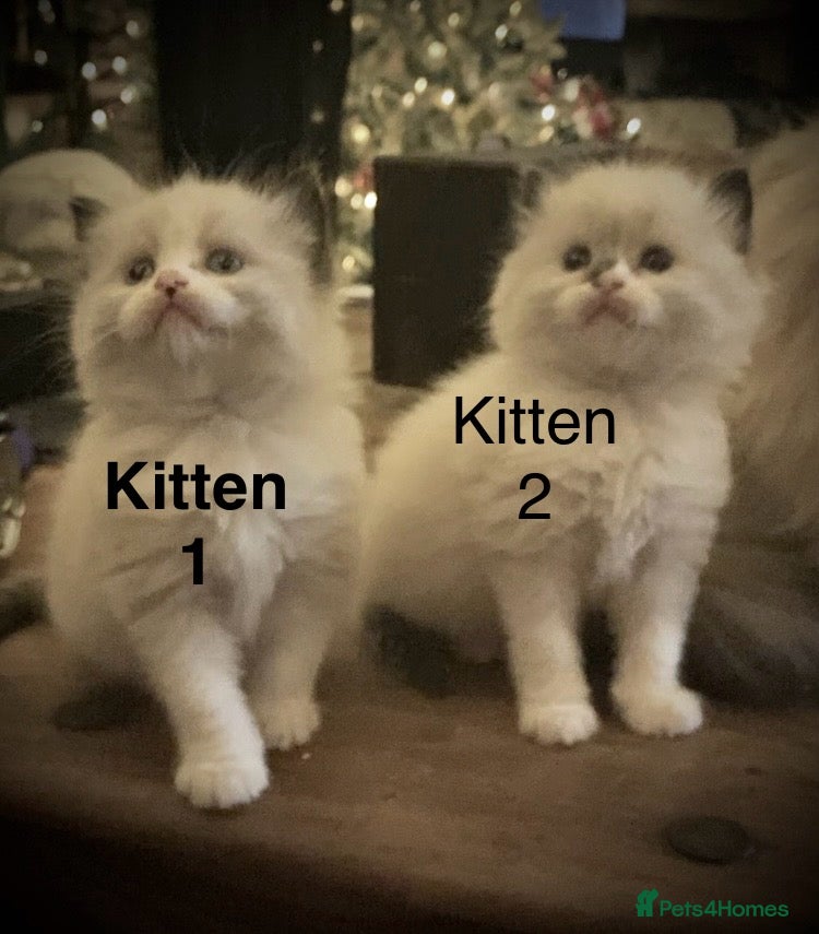 Ragdoll cats Beautiful Ragdoll kittens, ready now - Advert 1