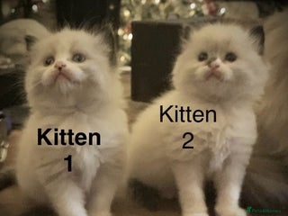 Ragdoll cats Beautiful Ragdoll kittens, ready now - Advert 1
