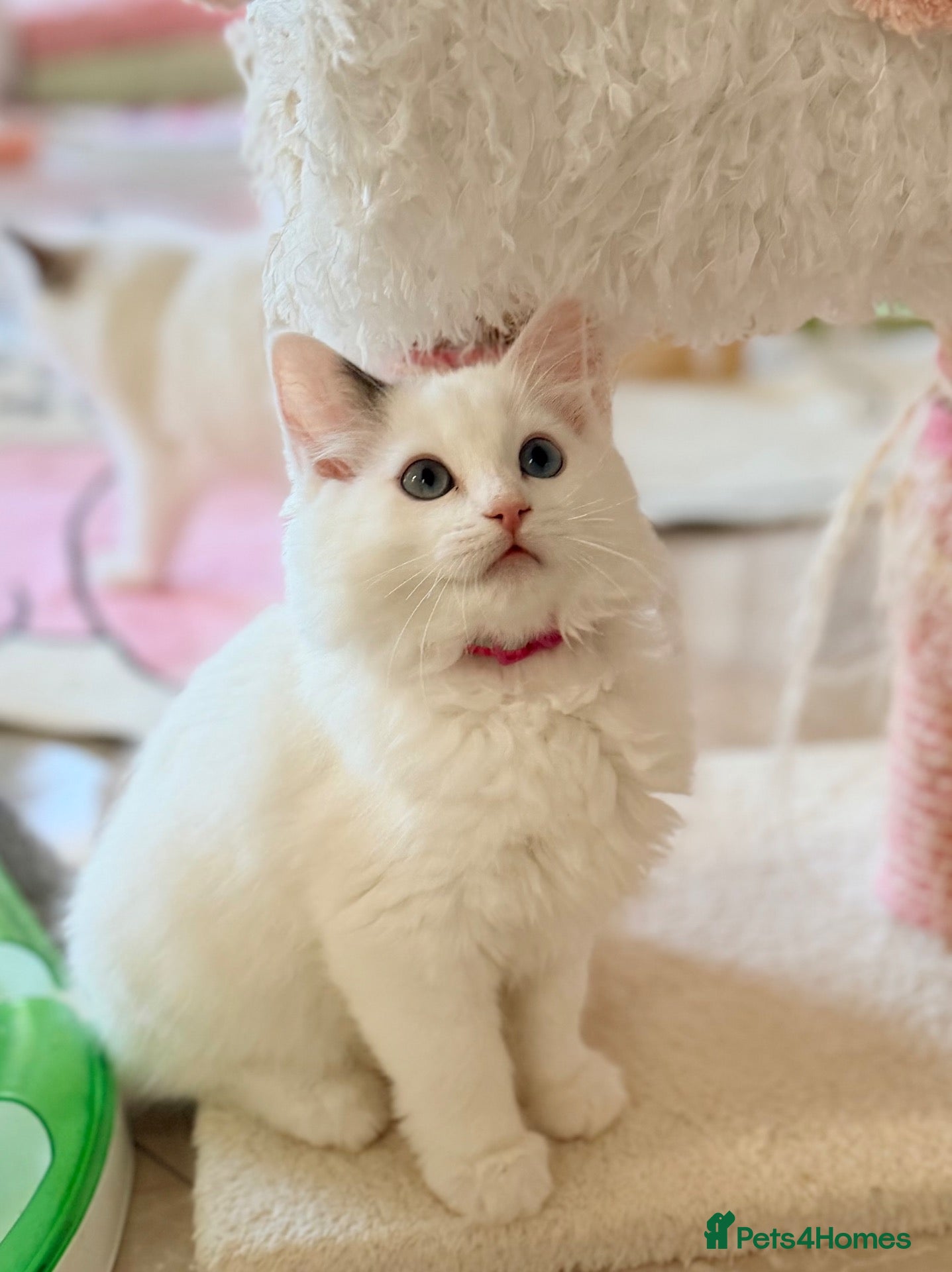 Ragdoll cats Beautiful Ragdoll kittens from European lines - Advert 1