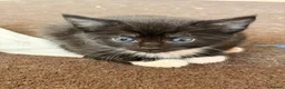 Maine Coon cats for sale: Maine Coon Cross Kittens - Advert 6