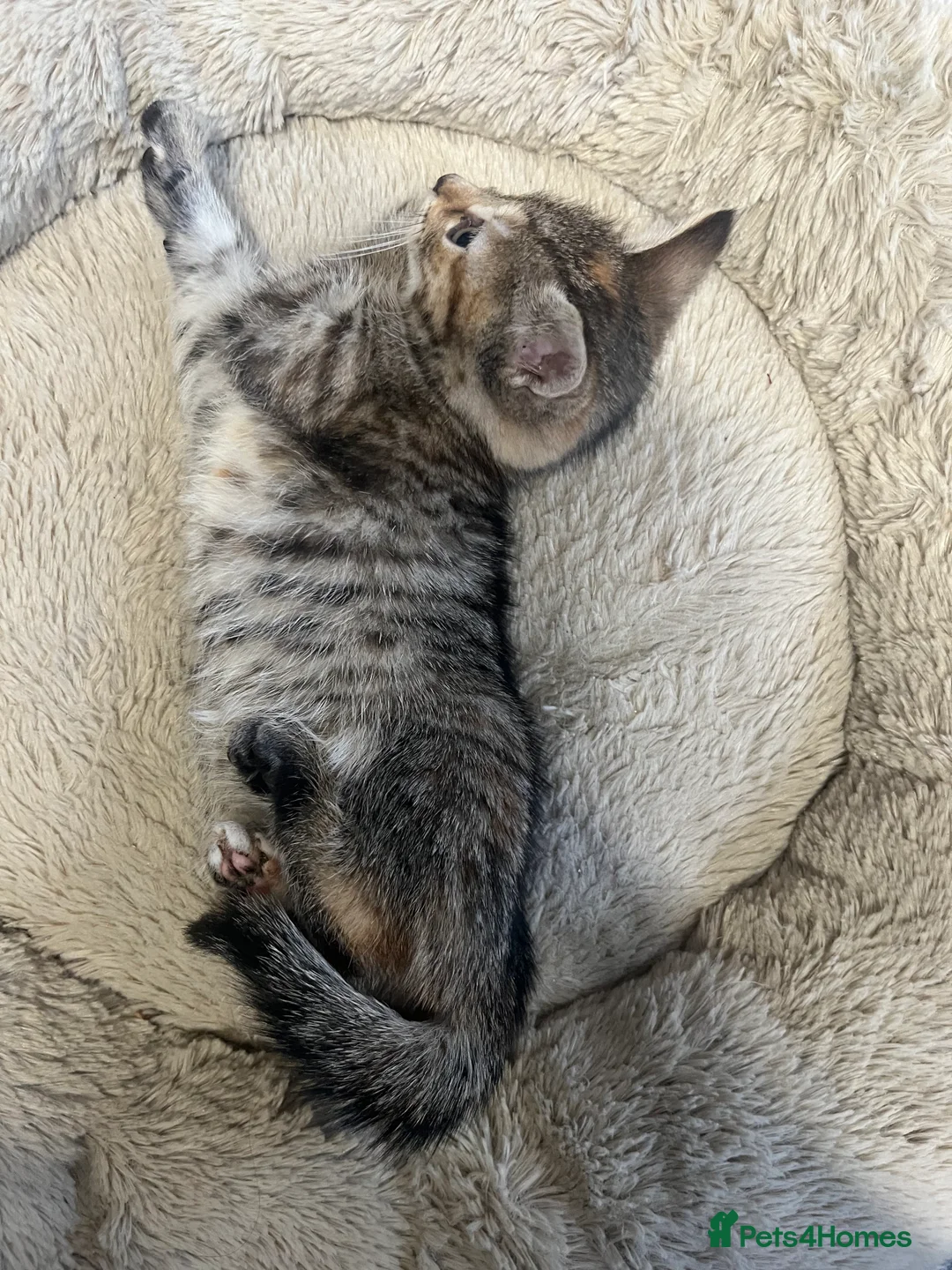 Mixed Breed cats for sale: Stunning 9 week old Female & Male kitten - Advert 3