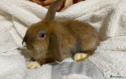 Mixed Breed rabbits for sale: Beautiful Bunnies Ready For New Homes - Advert 15