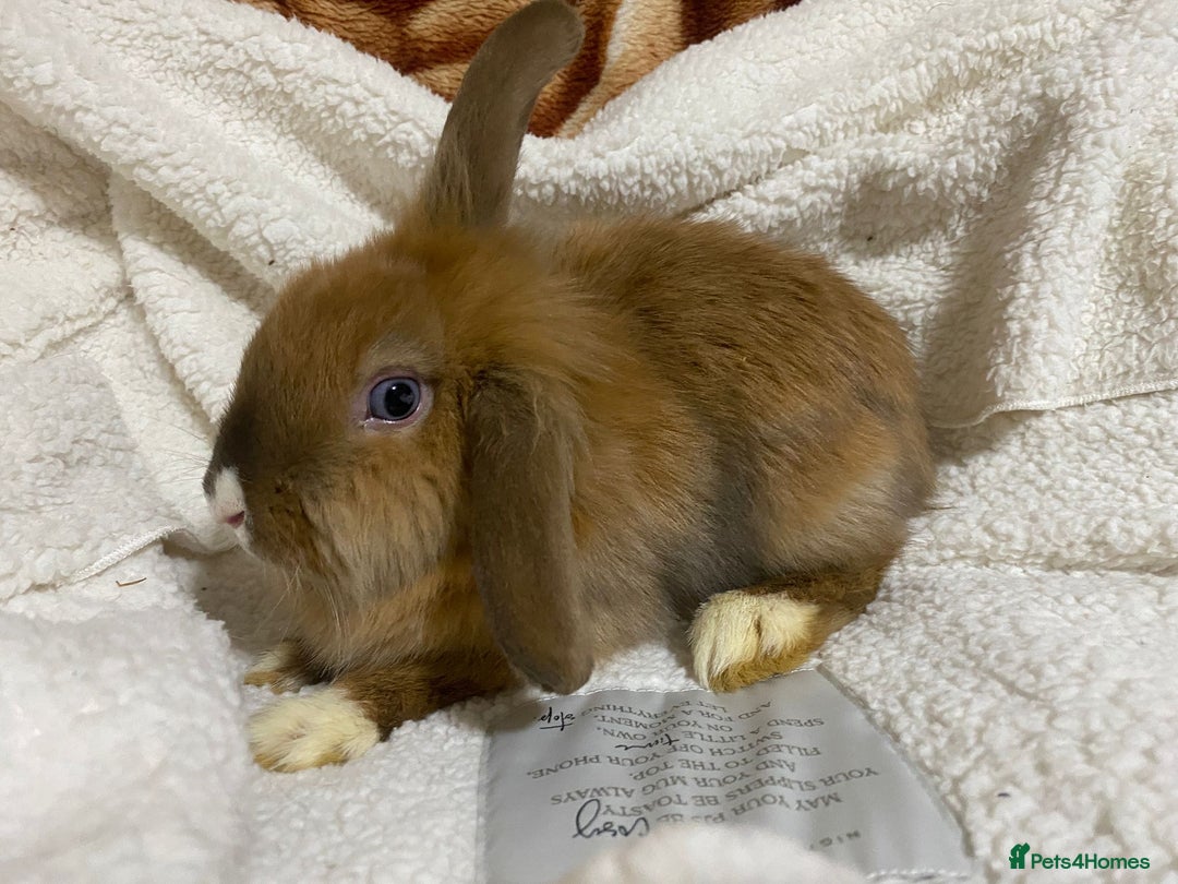 Mixed Breed rabbits for sale: Beautiful Bunnies Ready For New Homes - Advert 15
