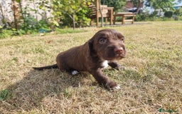 Cocker Spaniel dogs for sale: KC registered cocker spaniels - Image 10