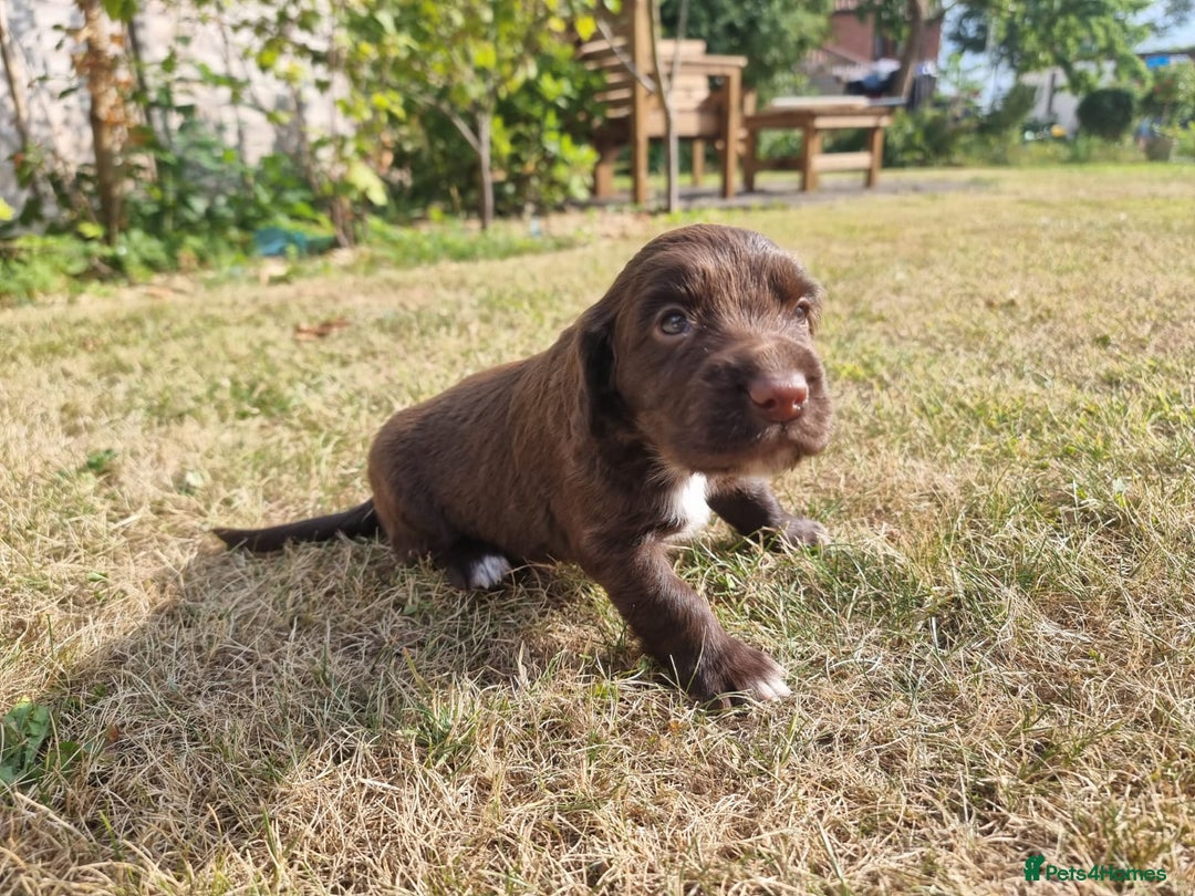 Cocker Spaniel dogs for sale: KC registered cocker spaniels - Image 10