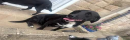 Springador dogs for sale: Springador/labrador puppies for sale  - Advert 5