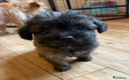 Mixed Breed dogs for sale: Fluffy Frenchie x Jackapoo  - Image 8