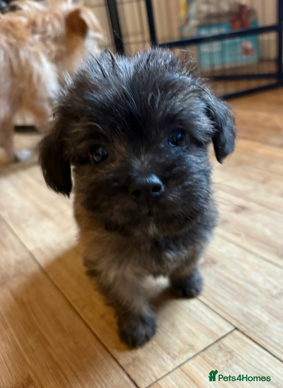 Mixed Breed dogs for sale: Fluffy Frenchie x Jackapoo  - Image 8