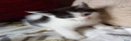 Maine Coon cats for sale: Half maine coon kittens for sale  in Uckfield - Advert 5
