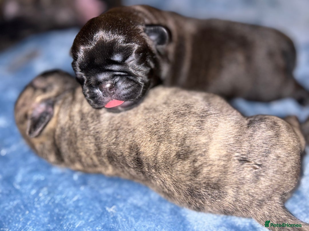 Frug dogs for sale: Frug puppies  - Advert 16