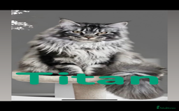 Maine Coon cats for sale: Stunning Maine coon kittens - Image 15