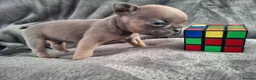 French Bulldog dogs for sale: French bulldog pups (kc reg ) - Advert 6